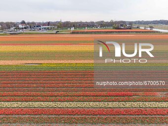 Aerial panoramic view from a drone of the iconic magical Dutch tulips fields during the spring season, blooming nature with bulbs of flowers...