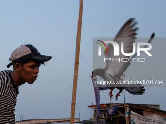 A pigeon lover trains his racing pigeons in a slum, Jakarta on May 10, 2021. After one years of rest due to the COVID-19 pandemic, pigeon lo...