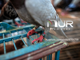 A racing pigeon sits on his cage in a slum, Jakarta on May 10, 2021. After one years of rest due to the COVID-19 pandemic, pigeon lovers hav...