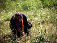 A Palestinian farmer participates in a cultivation of olive trees during a rally marking Land Day in Gaza on March 29, 2014. The annual demo...