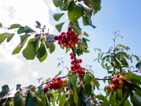 Detail of a cherry branch during the cherry harvest in Molfetta on May 12, 2021.
Cherry picking started a few days ago in Puglia. Bari is t...