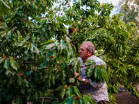 The owner of the field during the cherry harvest in Molfetta on May 12, 2021.
Cherry picking started a few days ago in Puglia. Bari is the...