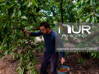 A worker during the cherry harvest in Molfetta on May 12, 2021.
Cherry picking started a few days ago in Puglia. Bari is the first Italian...
