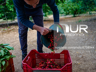 A worker pours freshly picked cherries from the tree into the box
in Molfetta on May 12, 2021.
Cherry picking started a few days ago in Pu...