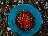 Detail of the bucket full of cherries just picked from the tree
in Molfetta on May 12, 2021.
Cherry picking started a few days ago in Pugl...