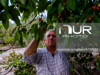 The owner of the field during the cherry harvest in Molfetta on May 12, 2021.
Cherry picking started a few days ago in Puglia. Bari is the...