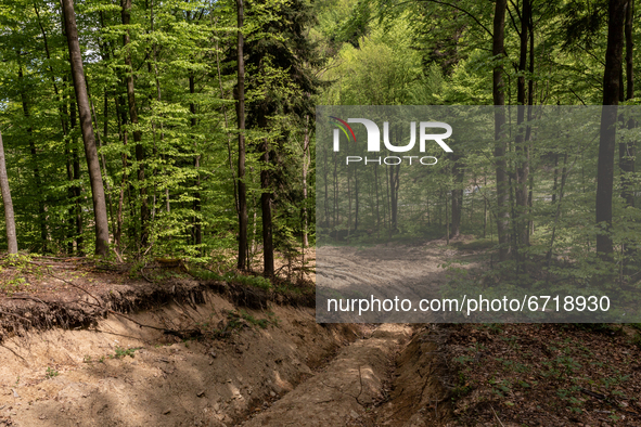 Newly dig woodcut path leads through a forest on May 14, 2021 near Arlamow, Carpathians mountains, south-eastern Poland. The Wild Carpathian...