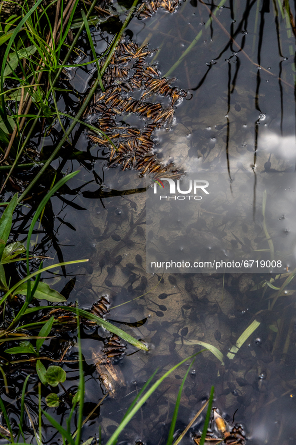 Tadpoles feed in water in Turnicki forest on May 14, 2021 near Arlamow, Carpathians mountains, south-eastern Poland. The Wild Carpathians In...
