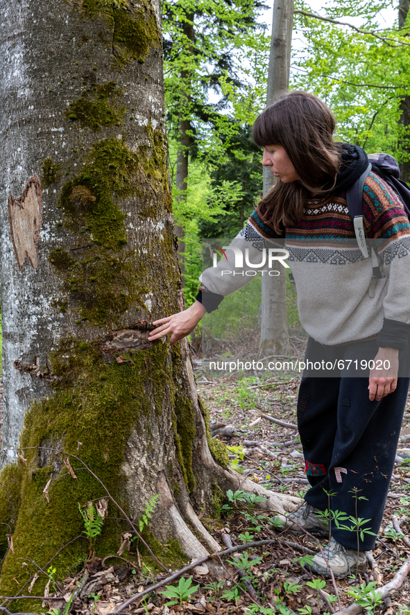 An environmental  activist, Ania, shows brusses on a tree on May 14, 2021 near Arlamow, Carpathians mountains, south-eastern Poland. The Wil...