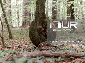 Young doformated beech in Turnicki forest on May 14, 2021 near Arlamow, Carpathians mountains, south-eastern Poland. The Wild Carpathians In...