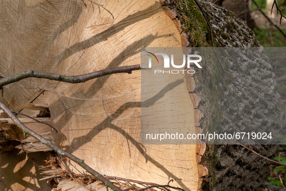 Cut stump of a large cut tree rests in a forest on May 14, 2021 near Arlamow, Carpathians mountains, south-eastern Poland. The Wild Carpathi...