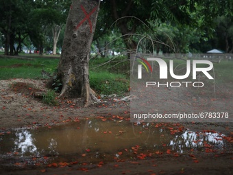 Flowers are seen floating on the water beside a tree they fell from as it mark (X) to cut at a park in Dhaka, Bangladesh on June 06, 2021. (