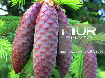Newly grown pinecones seen on World Environment Day 2021 during the Spring season in Toronto, Ontario, Canada on June 5, 2021. (