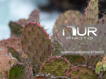 General view of a spider web on a cactus   from the mountain at the western end of Playa Mazunte known as Punta Cometa on June 9, 2021 in Ma...
