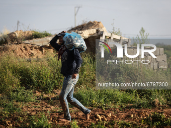 Palestinian farmers harvest potato at a field in the town of Beit Lahia in the northern Gaza Strip near the border with Israel, on June 12,...