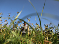 Palestinian farmers harvest corn at a field in the town of Beit Lahia in the northern Gaza Strip near the border with Israel, on June 12, 20...