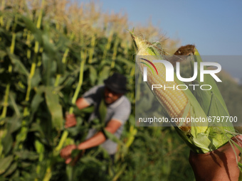 Palestinian farmers harvest corn at a field in the town of Beit Lahia in the northern Gaza Strip near the border with Israel, on June 12, 20...