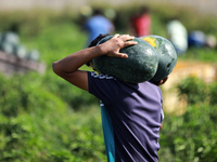 A Palestinian farmer harvests watermelon at a field in the town of Beit Lahia in the northern Gaza Strip near the border with Israel, on Jun...