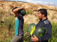 Palestinian farmers harvest watermelon at a field in the town of Beit Lahia in the northern Gaza Strip near the border with Israel, on June...