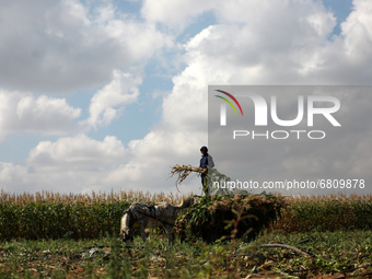 A Palestinian farmer harvests corn at a field in the town of Beit Lahia in the northern Gaza Strip near the border with Israel, on June 18,...
