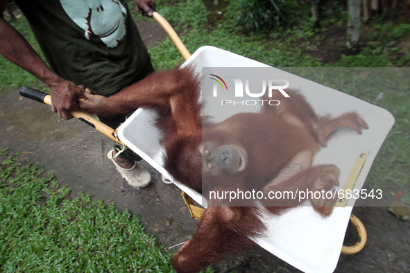 Officers Sumatran Orangutan Conservation Programme (SOCP) put the Sumatran orangutan on a basket which is prepared to be released into the w...