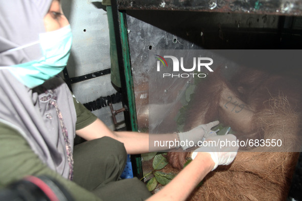 Officers Sumatran Orangutan Conservation Programme (SOCP) injected anesthesia at the Sumatran orangutan enclosure is prepared to be released...