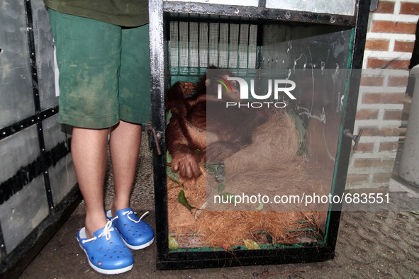 Officers Sumatran Orangutan Conservation Programme (SOCP) put on the Sumatran orangutan enclosure is prepared to be released into the wild a...