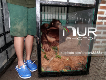 Officers Sumatran Orangutan Conservation Programme (SOCP) put on the Sumatran orangutan enclosure is prepared to be released into the wild a...