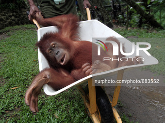 Officers Sumatran Orangutan Conservation Programme (SOCP) put the Sumatran orangutan on a basket which is prepared to be released into the w...
