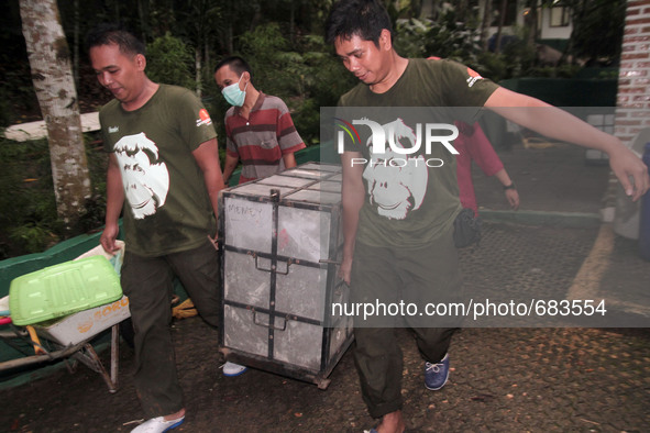 Officers Sumatran Orangutan Conservation Programme (SOCP) put the Sumatran orangutan in a cage that is prepared to be released into the wild...