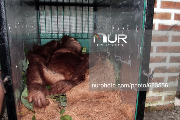 Sumatran orangutan in a cage soothed prepared to be released into the wild at a rehabilitation center, in Sibolangit, North Sumatra, Indones...