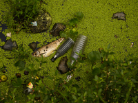 A local pond fish that died next to the bottle of harmful local liquor in Tehatta, West Bengal, India on 02 July 2021. Studies show that the...