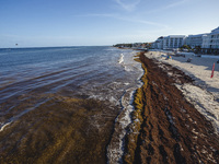 Aerial view of sargassum accumulated in the tourist area of the Fundadores Park beach in Playa del Carmen. The arrival of sargassum that has...