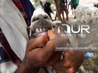 A livestock vendor shows the teeth of his goat to determine its age as he waits for customers at a livestock market ahead of the Eid al-Adha...
