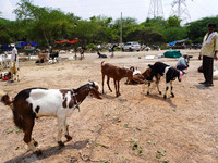 A livestock vendor is seen with his goats as he waits for customers at a livestock market ahead of the Eid al-Adha festival in New Delhi, In...