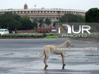 A dog stands in front of the Parliament building amid the ongoing Central Vista redevelopment project, during a light spell of rain at Rajpa...