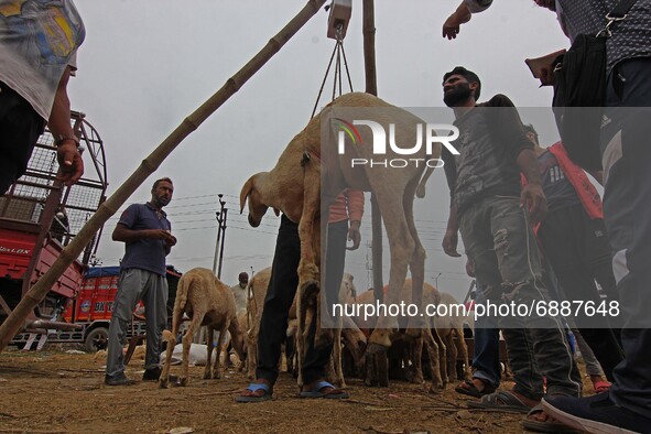 A sheep is being weighed at a makeshift market ahead of muslim holy festival Eid-Al-Adha in Srinagar, Kashmir on July 19, 2021. 