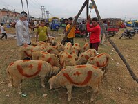 Sheep owners wait for buyers at a makeshift market ahead of muslim holy festival Eid-Al-Adha in Srinagar, Kashmir on July 19, 2021. (