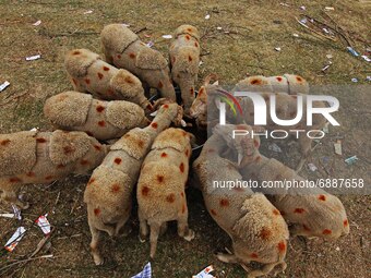 Sacrificial animals are kept for sale at a makeshift market ahead of muslim holy festival Eid-Al-Adha in Srinagar, Kashmir on July 19, 2021....