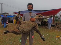 A man carries a sheep at a makeshift market ahead of muslim holy festival Eid-Al-Adha in Srinagar, Kashmir on July 19, 2021. (