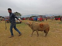 A sheep owner walks at a makeshift market ahead of muslim holy festival Eid-Al-Adha in Srinagar, Kashmir on July 19, 2021. (