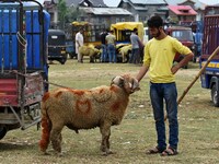A sheep owner wait for buyers at a makeshift market ahead of muslim holy festival Eid-Al-Adha in Srinagar, Kashmir on July 19, 2021. (