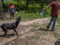 A worker pulls a sacrificial goat to a slaughtering site in Pombewe Village, Sigi Regency, Central Sulawesi Province, Indonesia on July 20,...
