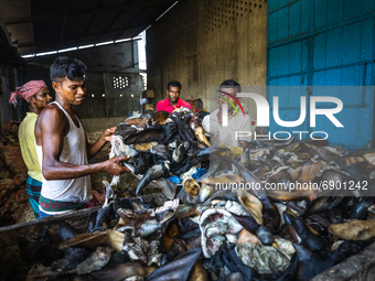 Tannery workers process rawhide that has been collected by sacrificed cattle on Eid Al Adha as part of preservation in Savar tannery industr...