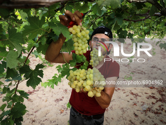 A Palestinian farmer harvests grapes during the harvest at a vineyard in Gaza City on July 26, 2021. 
 (