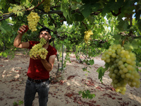 A Palestinian farmer harvests grapes during the harvest at a vineyard in Gaza City on July 26, 2021. 
 (