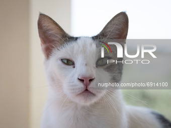 A close-up cat portrait in Chania, Crete Island, Greece on July 29, 2021. (