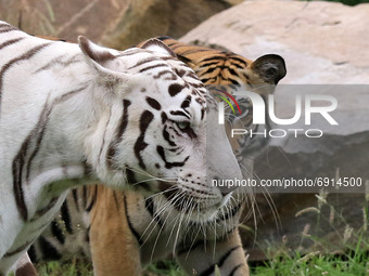 Royal Bengal Tiger (Rani) and White Tiger (Chinu) in their enclosure on International Tiger Day at Nahargarh Biological Park in Jaipur, Raja...