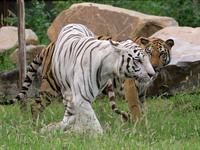 Royal Bengal Tiger (Rani) and White Tiger (Chinu) in their enclosure on International Tiger Day at Nahargarh Biological Park in Jaipur, Raja...