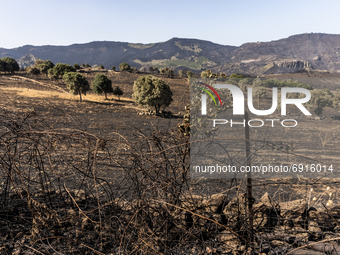 29/07/2021 Cuggioni, Oristano  Italy.
 An olive grove was destroyed by the fires actively burning around the town of Cuglieri on the island...